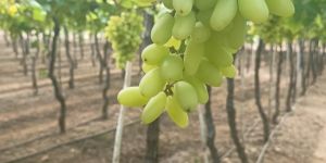 Fresh A Grade Grapes