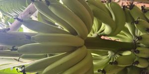 Fresh Cavendish Bananas