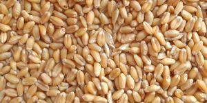 Wheat
