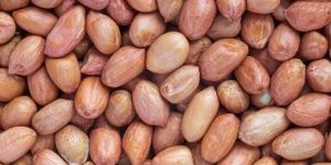 Peanut Ground Nut Seeds