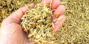 Rice Husk