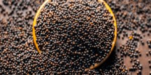 Mustard Seeds