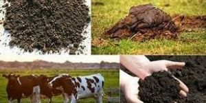 Organic Cow Dung Manure