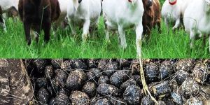 Organic Goat Manure