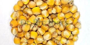 Dried Yellow Maize Seeds