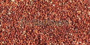 Finger Millet Seeds
