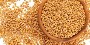 Sunera Wheat Grain