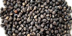 Whole Urad Dal