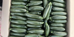 Yellow Zucchini