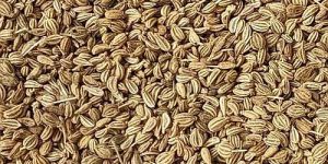 Premium Quality Ajwain Seeds