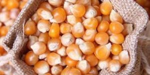 Natural Maize Seeds