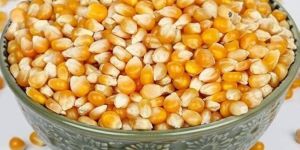 Yellow Maize Seeds