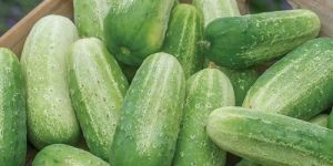 Fresh Cucumber