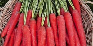 Fresh Red Carrot