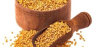 Yellow Mustard Seed