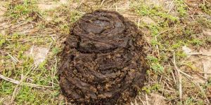 Natural Fresh Buffalo Dung