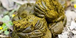 Natural Fresh Cow Dung