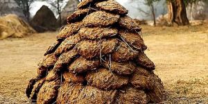 Organic Buffalo Dung