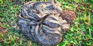 Raw Wet Buffalo Manure