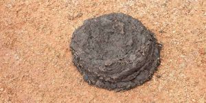 Unprocessed Fresh Buffalo Dung