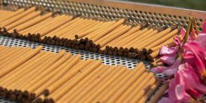 Bambooless Dhoop Sticks