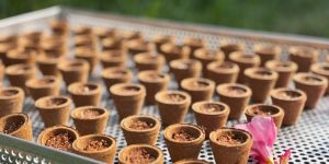 Premium Sambrani Cup