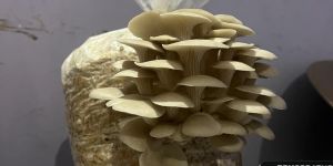 Fresh Oyster Mushroom