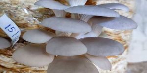 a Grade Oyster Mushroom