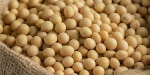 Organic Soybean Seeds