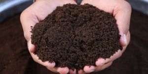 Vermi Compost
