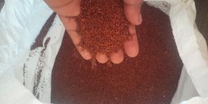 Ragi Seeds