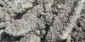 Unwashed Marine Gypsum