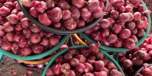 a Grade Medium Size Onion