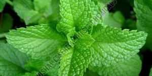 Peppermint Oil