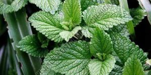 Spearmint Oil