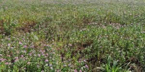 Vinca Rosea Dry Leaves