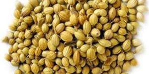 Coriander Seeds