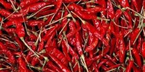 Sannam Red Chilli Pepper