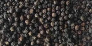 Tellicherry India Tgseb Black Pepper