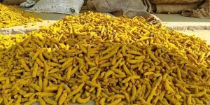 Curcuma Longa Turmeric Finger