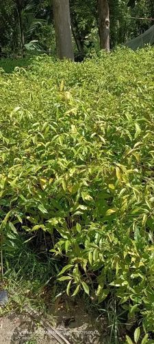 1 Feet Agarwood Plant