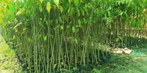 3 Feet Agarwood Plant