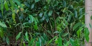 4 Feet Agarwood Plant