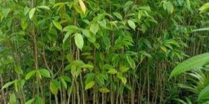 5 Feet Agarwood Plant