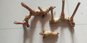 Galangal Thai Ginger