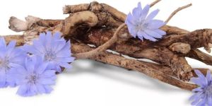 Cichorium Intybus Seed Extract