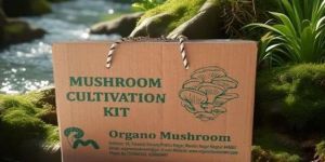 Mushroom Cultivation Kit
