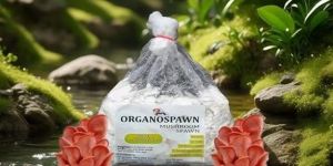 Pink Oyster Mushroom Spawn