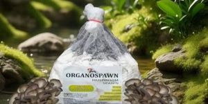 Sojor Kaju Mushroom Spawn