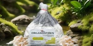 White Oyster Mushroom Spawn